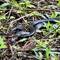 Red belly black snake 2