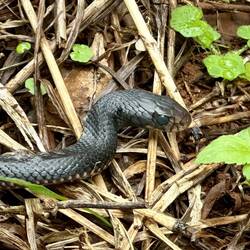 Red belly black snake 1