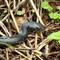 Red belly black snake 1
