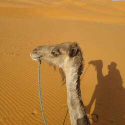 Leader of the pack in the world's largest hot desert. It spans 11 countries!
