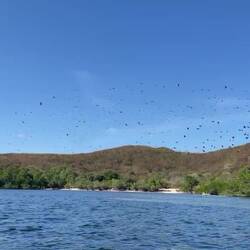 Thousands of Flying Foxes