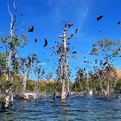 Flying Foxes