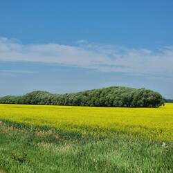 Sleeping prairie giant