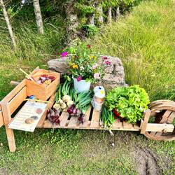 Biogemüse frisch vom Acker
