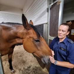 Our friend Jo. Lead the Queen's funeral procession on 'Oliver'