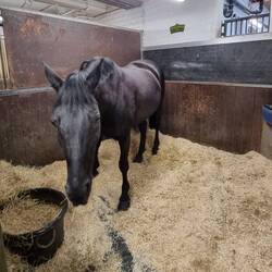 'Elizabeth' given to the Queen by the Royal Canadian Mounted Police.