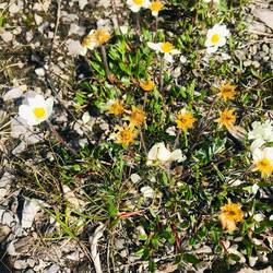 Auch in der Tundra blüht es