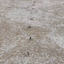 Emu tracks across Lake Wyara