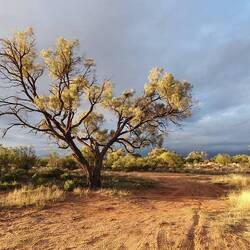 Sunset view looking east from our camp, featuring a mature Acacia ammophila tree