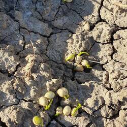Germinating lignum (Muehlenbeckia florulenta)