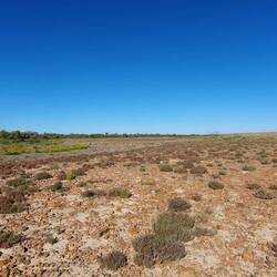 We combed these chenopod-clad clays for Blue-winged parrots - alas, only Painted HE! :-)