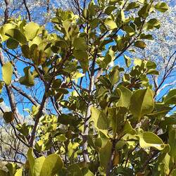 Native currant (Canthium latifolium) was seen in a few spots, this one at the Mariala day use area