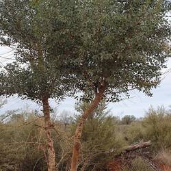 Desert poplar (Codonocarpus cotinifius)? Seen in a few spots along the road from Quilpie to Adavale