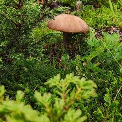 ... Plize, ok die hatten wir noch nicht. ✔️