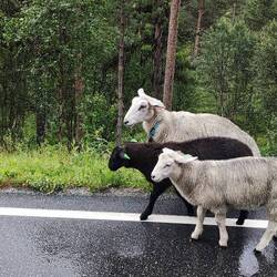 und Schafe auf der Überholspur