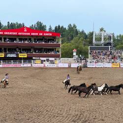 Wild pony rides at the rodeo