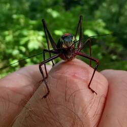 A certain resemblance to the Alien monster 👽👽👽!