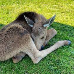 2 Monate alt ...und schon ein Elch!