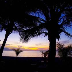 Sunset & Palm trees 🌴