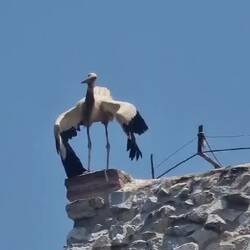 Mating damce from Stalk