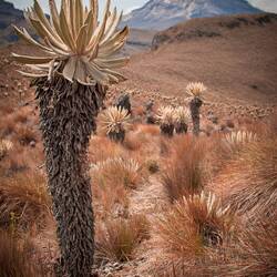 Frailejones y Nevado de Tolima (5215)
