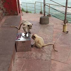 Sie spielen mit ihrem Spiegelbild 😍