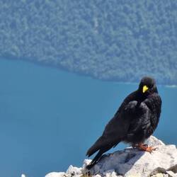 Die Dohle wartet auf Futter