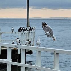 Indented Head - Photo by Phil