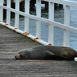 Fur Seal - Indented Head.