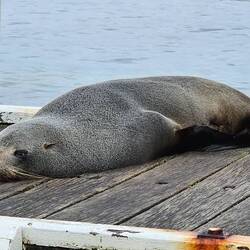 Fur Seal - Indented Head