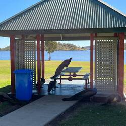 Peacocks at Lake Moondarra