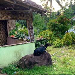 Coolste Ziege, die ich je gesehen habe 😂
