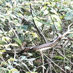 Auf dem Rückweg entdecken wir dann sogar noch ne Babyanaconda.