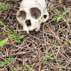 Aber auch sowas sieht man hier.