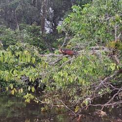 Wie so große und langsame Vögel hier überleben ist mir ein Rätsel.