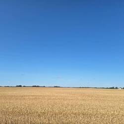 Litauens riesige Kornfelder