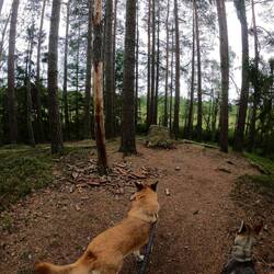 Angeknabberte Bäume, Hunde schlagen Alarm, gibts hier 🐻