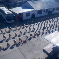 Frühsport bei der Armee in La Paz