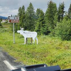 Elch im Schneetarnanzug