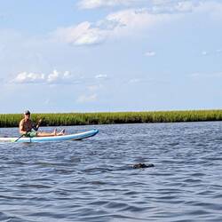 Paddling with the 'gators.
