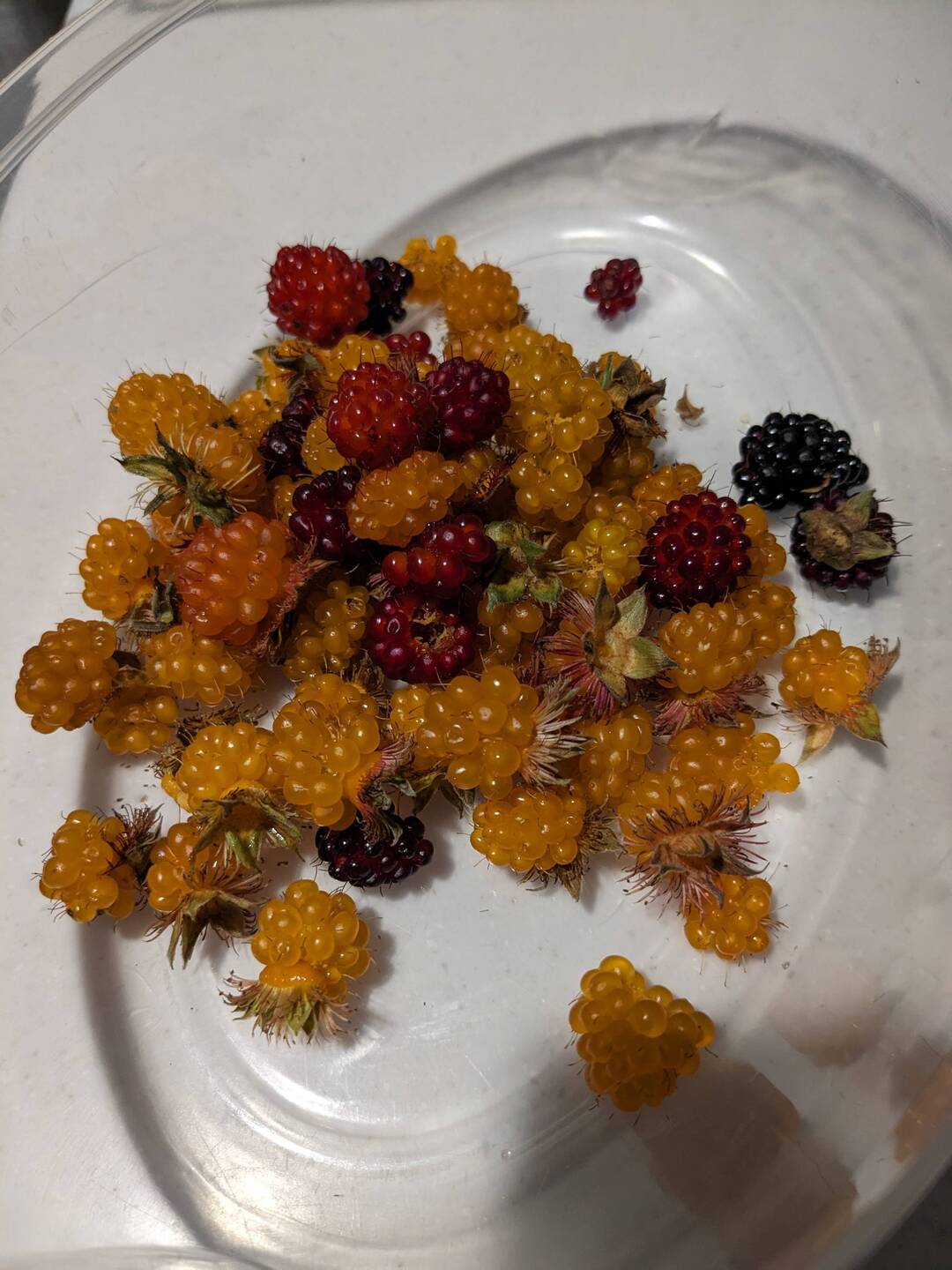 Salmonberries