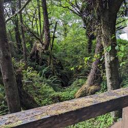 Rain forest we are camping in