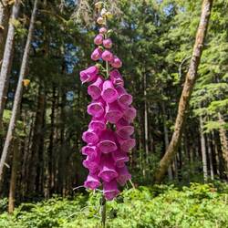 Foxglove. Beautiful but can be deadly.