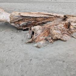 Driftwood
