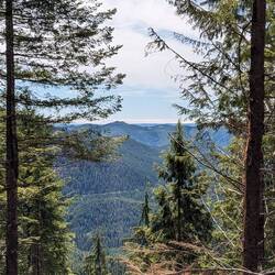 At the top of the mountain, looking for biggest tree