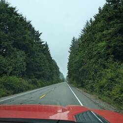 Driving through the gauntlet of trees