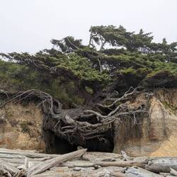 Tree of Life. It hangs in the air, held on both sides by some roots