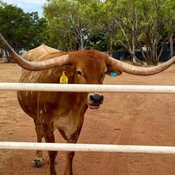 Texas long horn cows next to the van