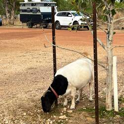 Goats wandering around