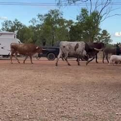 Just goats, a horse, a donkey and cows walking along between the vans